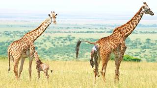 Giraffe Takes First Steps 5 Minutes After Birth [upl. by Ennylyak79]