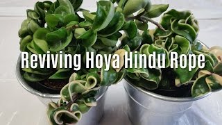 Reviving Hoya Hindu Rope [upl. by Elleniad316]