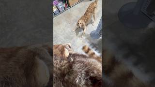 Raccoon scaring dog taxidermy goldendoodle viral shorts [upl. by Nosloc]