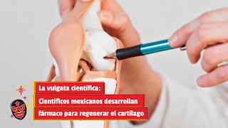 La vulgata científica Científicos mexicanos desarrollan fármaco para regenerar el cartílago [upl. by Mansur]