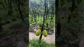 나무 잭푸르트 jackfruit 🍐 Artocarpus heterophyllus [upl. by Rhynd]