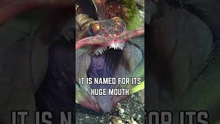 🐟😮 Meet the Sarcastic Fringehead The Oceans Fierce and Feisty Fish [upl. by Kelly]