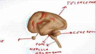 Brain Developement Embryology  Brain Anatomy [upl. by Sauls5]