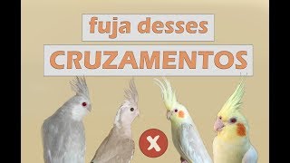 Quais mutações não devemos cruzar e porquê [upl. by Atter406]