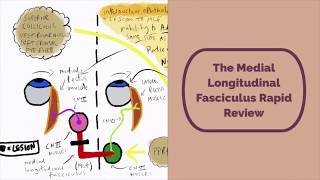 Medial Longitudinal Fasciculus Rapid Review [upl. by Lennad]