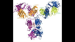 Biochemistry Module3Globular proteins and their sub structures3 Sem B Sc Microbiology [upl. by Danyette]