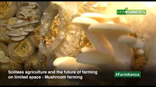 Soilless agriculture and the future of farming on limited space  Mushroom farming [upl. by Obel]