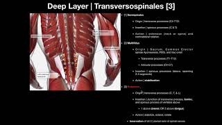 True Back Muscles  The Transversospinales and Segmental Groups [upl. by Eidnew]