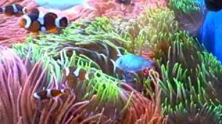 Enchanted Aquarium  Clownfish and Anemone dominated tank reef aquarium [upl. by Tammi866]