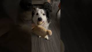 Border Collie return policy comedy never bordercollie love [upl. by Laoj]