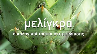 🌹 Μελίγκρα 4 φυσικοί τρόποι αντιμετώπισης  Aphid Control Get Rid of Aphids Naturally Eng Subs [upl. by Maryl92]