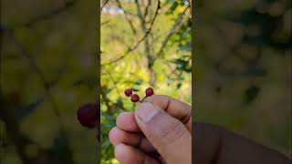 Schezwan pepperSichuan pepper harvest satisfying shortvideo mountains growth beautiful plant [upl. by Edelman]