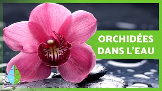 CULTIVER DES ORCHIDÉES dans lEAU 🌸 Soins Engrais et Reproduction des Orchidées dans leau [upl. by Mode]