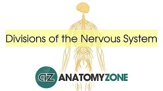 Divisions of the Nervous System  Neuroanatomy Basics [upl. by Nagap]