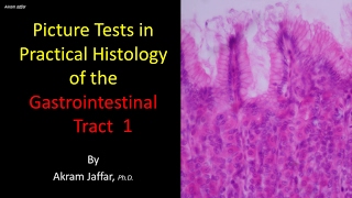 Picture tests in the histology of the gastrointestinal system 1 [upl. by Alaik]