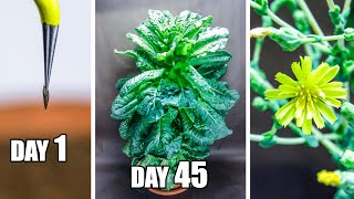 Growing Lettuce Time Lapse  Seed to Flower 75 Days [upl. by Neenaj471]