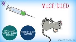 Griffiths Experiment Bacterial Transformation [upl. by Mimi]