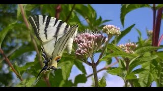 Papillons Tres jolie Vidéo [upl. by Ariayek]