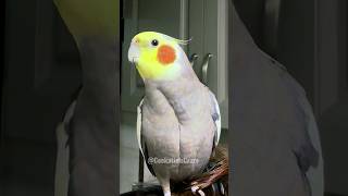 Adorable Singing Cockatiel ❤️🎤🦜 cockatielscraze [upl. by Alphonsa]