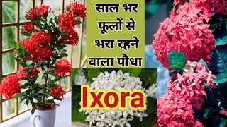 How to Care Ixora Plant  साल भर फूलों से भरा रहेगा यह पौधा [upl. by Nottirb762]