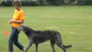 Dancing Deerhound Training [upl. by Hailat]