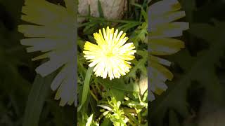 Taraxacum officinale  Dandelion  Mniszek lekarski 🌼 [upl. by Ingham]