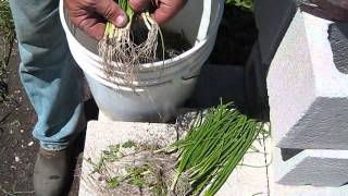 PLANTING SHALLOTS TRANSPLANTS [upl. by Irelav]