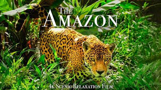 The Amazon 4K  Scenic Wildlife Film With Calming Music [upl. by Yeslrahc774]