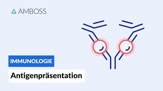 Antigenpräsentation  Biochemie  AMBOSS Video [upl. by Suiram]