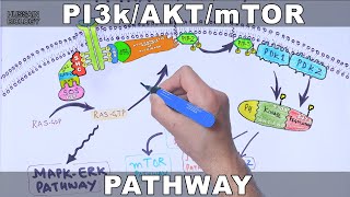 PI3kAKTmTOR Pathway [upl. by Whiffen200]