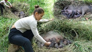 Find 3 mother pigs making nest give birth to piglets in forest [upl. by Gaddi424]