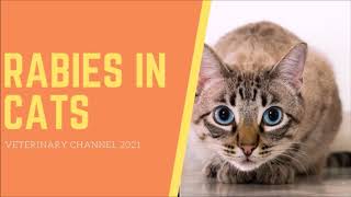 The Clinical Signs And Diagnosis Of Rabies In Cats [upl. by Munro65]