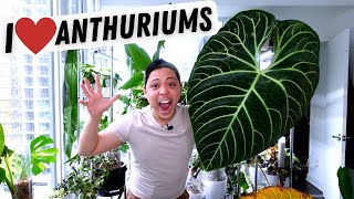 My Anthurium Collection 💚 Regale Metallicum Warocqueanum Veitchii Magnificum Crystallinum [upl. by Ire]