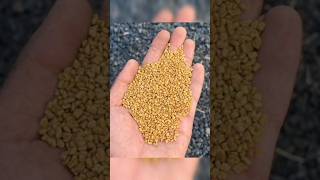 Methidana Khane Ke Fayde  health benefits of fenugreek seeds health healthyfood [upl. by Etnahsal357]