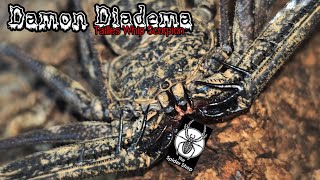 Damon Diadema Tailless Whip Scorpion The Spidershop Unboxing [upl. by Aerdnna]