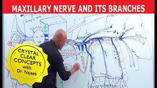 Maxillary Nerve and its Branches  Neuroanatomy  Neuroscience [upl. by Barlow]