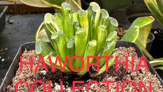 HAWORTHIA COLLECTION  TRUMCATA  COOPERI VARIEGATED  MUTICA F VARIEGATED  BAYERI  SEN DA [upl. by Heddy]