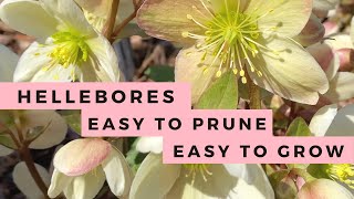 Hellebores How to Grow amp How to Prune Lenten Rose [upl. by Easter]