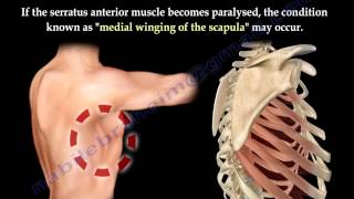 Serratus Anterior Muscle Anatomy winged scapula  Everything You Need To Know  Dr Nabil Ebraheim [upl. by Figge]