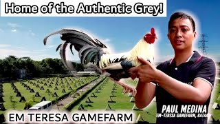 Lets Visit This Gamefarm EM Teresa Gamefarm  Gamefowl Showing  BoyakzBackyard [upl. by Akaenahs555]