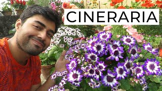 Cineraria Flower  How to Grow Cineraria Flowers  Cineraria Plant Care [upl. by Stoddard]