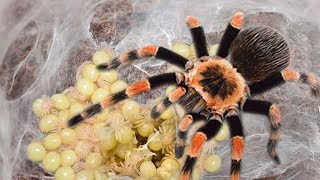 Mother Tarantula Spider Laying To 50 2000 Eggs [upl. by Bobbe]