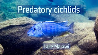 Predatory cichlids in Lake Malawi [upl. by Sedgewake474]