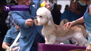 Dandie Dinmont Terriers  Breed Judging 2022 [upl. by Akselav]