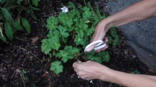 How to Deadhead Geranium Biokovo [upl. by Nnayhs]