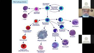 Myelopoiesis and Leucocytes  Physiology  Hematology  MBBS Lecture [upl. by Fogarty]