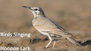 Birds Singing  Hoopoe Lark  Sounds of Nature [upl. by Llenrahs]