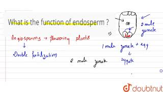 What is the function of endosperm [upl. by Yablon]