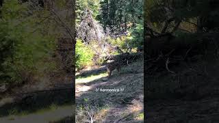 Tense Mountain Lion Encounter In New Mexico [upl. by Woodson]