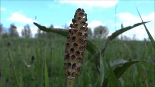 Field Horsetail  Common horsetail Equisetum arvense  20140422 [upl. by Yemiaj172]